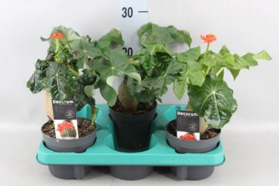 Jatropha podagrica
