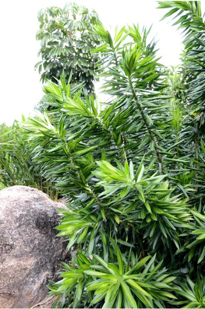 Dracaena reflexa - Green Pleomele, Song of Jamaica