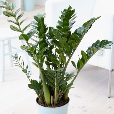 Zamioculcas zamiifolia - ZZ Plant