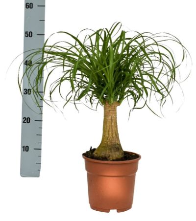Beaucarnea recurvata - Ponytail Palm