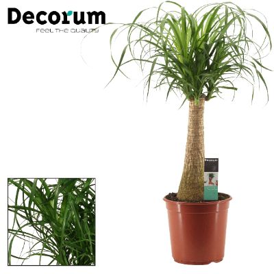 Beaucarnea recurvata - Ponytail Palm