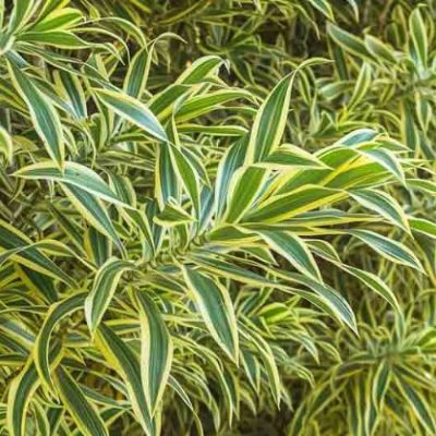 Dracaena reflexa - Yellow & Green Pleomele