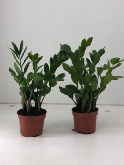 Zamioculcas zamiifolia - ZZ Plant