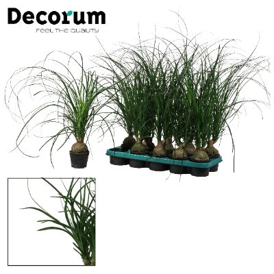 Beaucarnea recurvata - Ponytail Palm