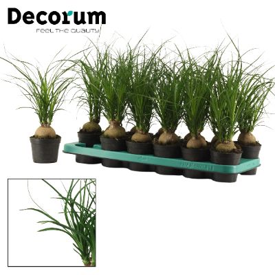 Beaucarnea recurvata - Ponytail Palm