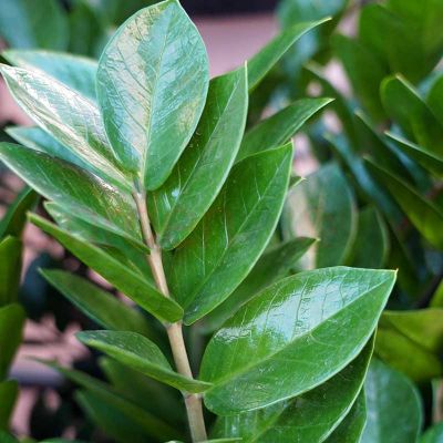 Zamioculcas zamiifolia - ZZ Plant