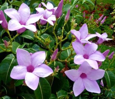 Cryptostegia grandiflora - St. Philip Allamanda