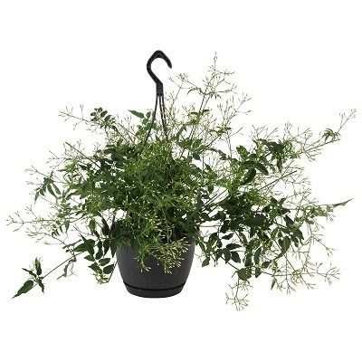 Jasminum Nitidum - Angel Wings Jasmine