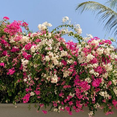 Bougainvillea Spp. - Assorted Climbing Bougainvillea