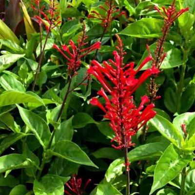 Odontonema strictum - Red Spike Clerodendrum