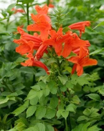 Tecomaria capensis - Cape Honeysuckle