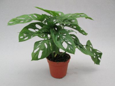 Monstera adansonii - Swiss Cheese Plant