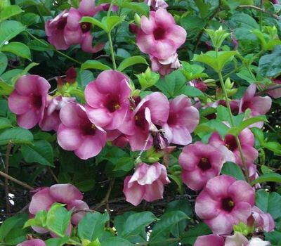 Allamanda Blanchetii - Purple Allamanda