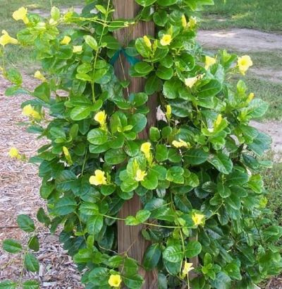 Urechites lutea, Mandevilla spp- Assorted Mandevilla