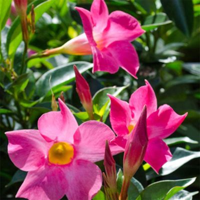 Dipladenia spp - Red/Pink/White Mandevilla