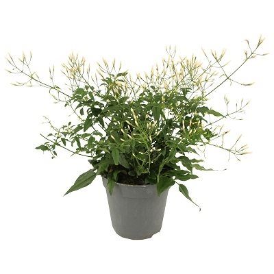 Jasminum polyanthum - Jasmine