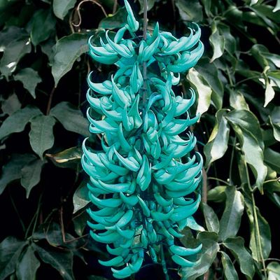 Strongylodon macrobotrys - Jade Vine