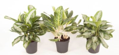 Aglaonema Mix