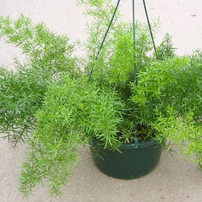 Asparagus Densiflorus 'sprengeri' - Asparagus Fern Hanging Baskets