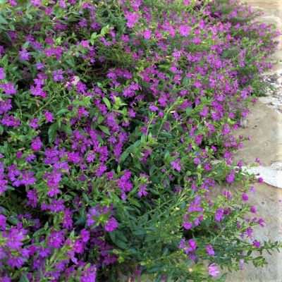 Cuphea Hyssopifolia - White/purple Cuphea