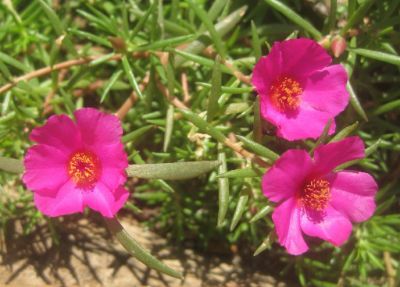Portulaca spp - Portulaca Assorted