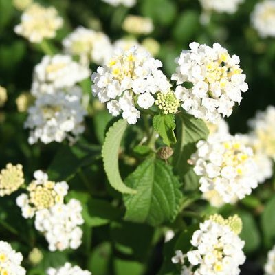 Lantana spp. - Sage Assorted