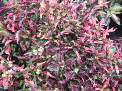 Alternanthera Spp - Tea Plant Assorted 