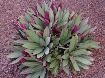 Tradescantia spathacea - Rhoeo, Lady in the Boat