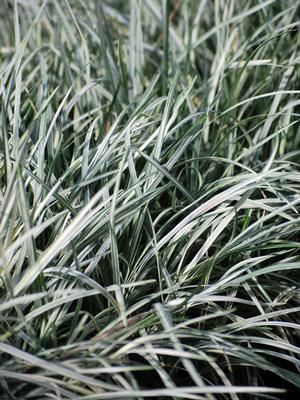 Ophiopogon Japonicus 'silver Mist' - Silver Mist Mondo