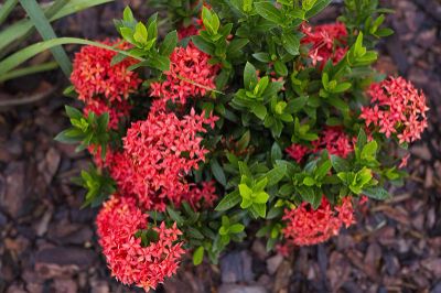 Ixora spp - Dwarf Ixora, Assorted