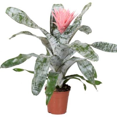 Aechmea fasciata 'Primera' - Silver Urn Aechmea