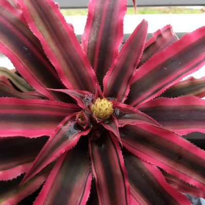 Cryptanthus Bivittatus 'red Star' - Cryptanthus