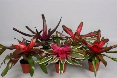 Neoregelia Bromeliad