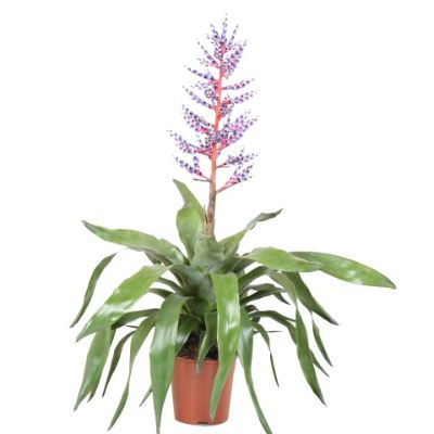Aechmea fasciata 'Blue Rain' - 'Blue Rain' Aechmea