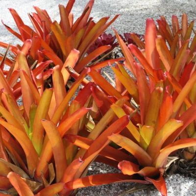 Aechmea blanchetiana - Giant Bromeliad (Orange, Purple)