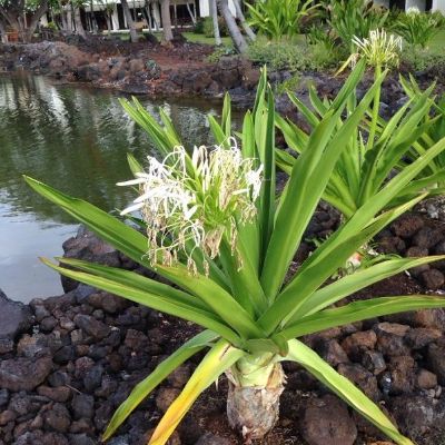 Crinum asiaticum - Giant Green Crinum Lily