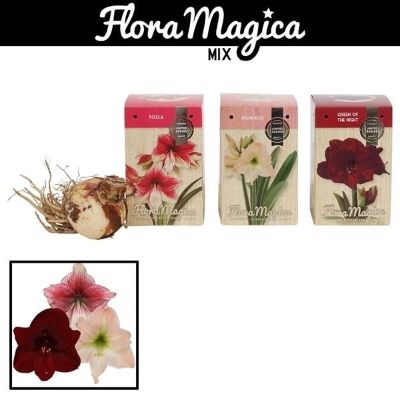 Hippeastrum spp - Assorted Amaryllis