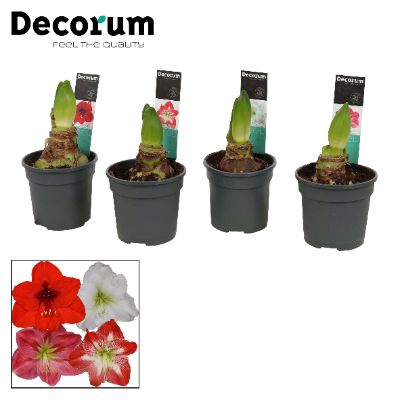 Hippeastrum spp - Assorted Amaryllis