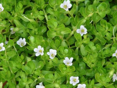 Bacopa Monnieri - Bacopa, Water Hyssop