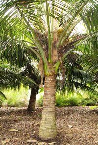 Cocos nucifera - Dwarf Coconut
