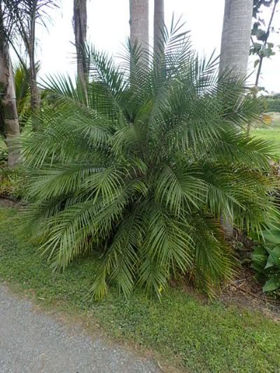 Phoenix roebelenii - Pygmy Date Palm