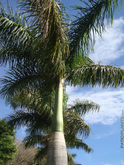 Roystonea regia - Royal Palm