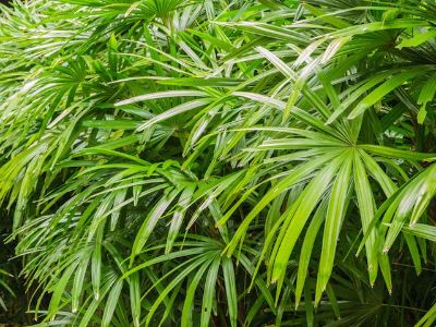 Rhapis excelsa - Lady Palm