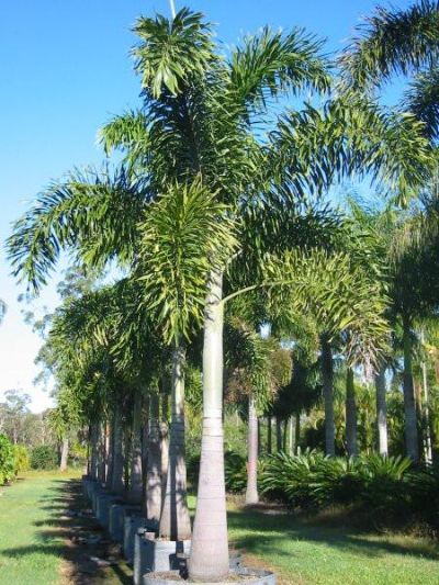 Wodyetia bifurcata - Foxtail Palm