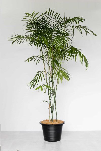 Chamaedorea Seifrizii - Parlor Palm, Bamboo Palm