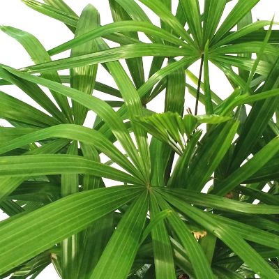 Rhapis excelsa - Lady Palm