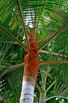 Dypsis Leptocheilos - Teddy Bear Palm