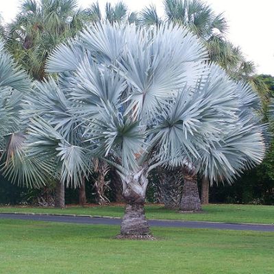 Bismarckia Nobilis - Bismark Palm