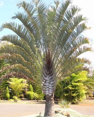 Neodypsis decaryi -Triangle Palm