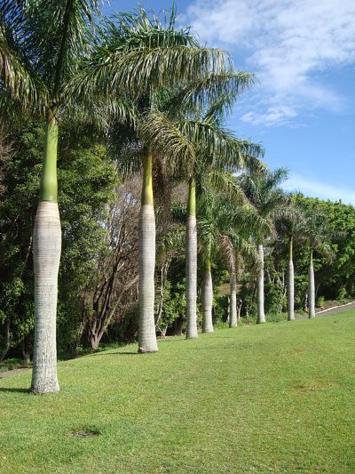 Roystonea regia - Royal Palm